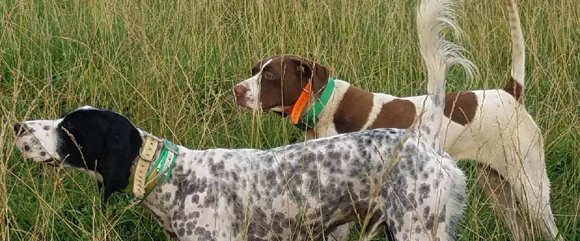 Bird Dogs of Upland Inn Hunts
