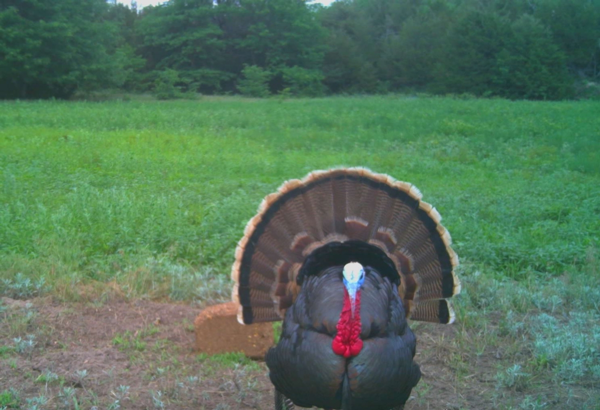 A Typical Turkey Hunting at Upland Inn