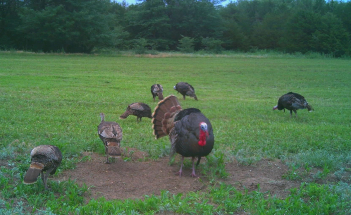 Rio Grande Turkey Hunting Rates & Dates