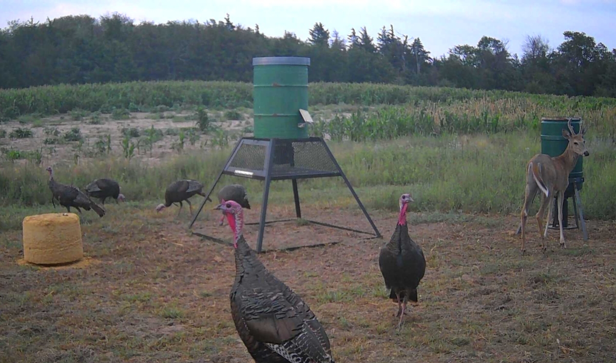 Turkey Hunting Rates & Dates