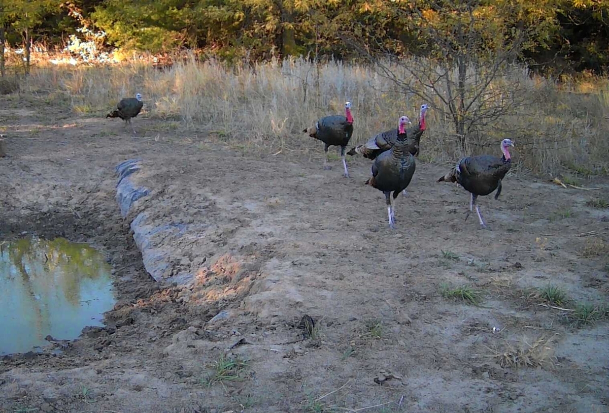 About The Rio Grande Turkey