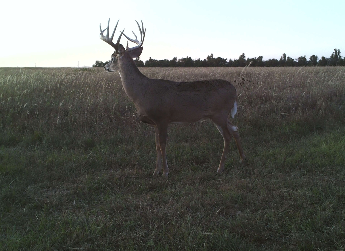 Whitetail Deer Hunting Rates & Dates
