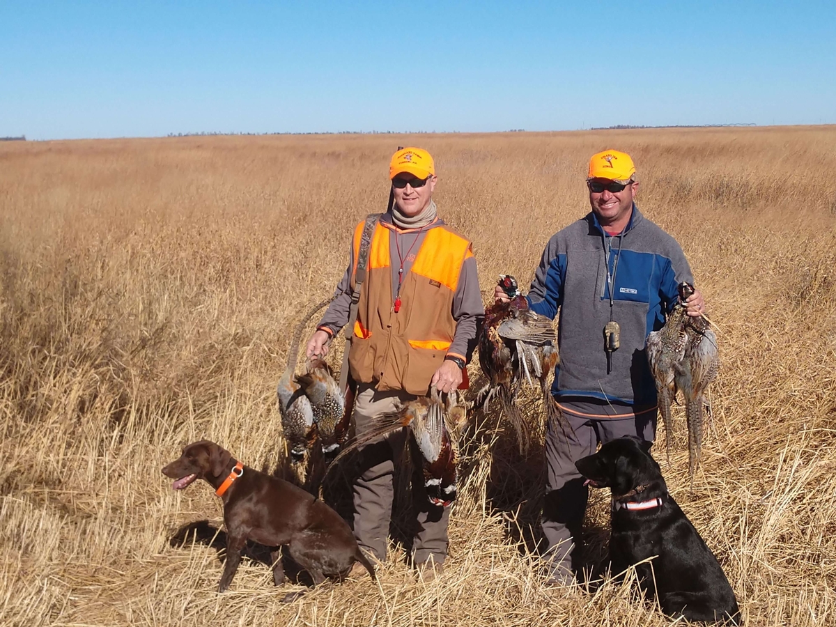 Our Pheasant Hunting Dogs