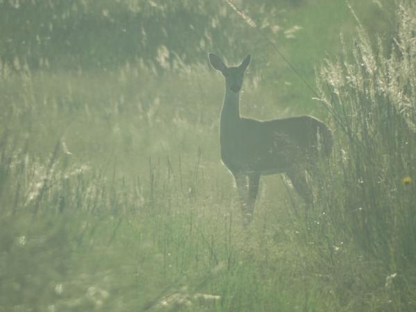 Whitetail Deer Hunting