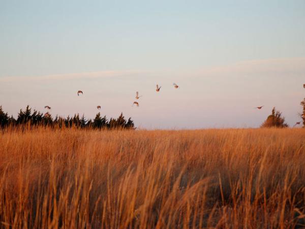 Dove Hunting Rates & Dates